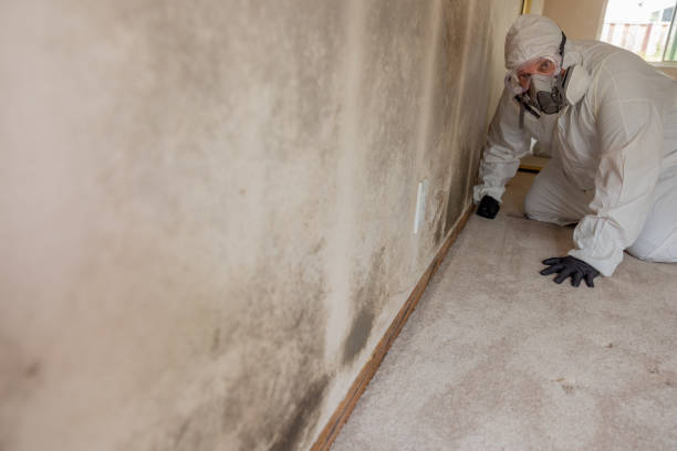 Best Mold Remediation for Healthcare Facilities  in Sidney, MT